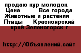 продаю кур молодок. › Цена ­ 320 - Все города Животные и растения » Птицы   . Красноярский край,Зеленогорск г.